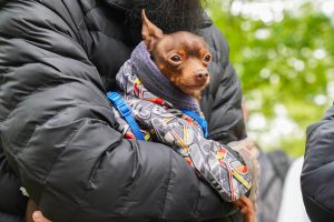 Профилактическая вакцинация животных от бешенства пройдет в Щербинке. Фото: Ксения Догонашева, «Вечерняя Москва»