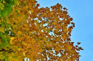 Измерения качества воздуха провели в Щербинке. Фото: Анна Быкова, «Вечерняя Москва»