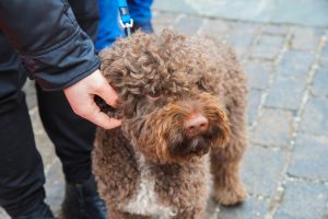 Жители Щербинки смогут привести четвероногих друзей на прививку от бешенства. Фото: Ксения Догонашева, «Вечерняя Москва»
