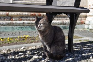 Проект «Пушистый марафон» стартовал в ТиНАО. Фото: Анна Быкова, «Вечерняя Москва»