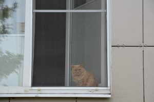 Профилактическую вакцинацию домашних животных организуют в Щербинке. Фото: Анна Быкова, «Вечерняя Москва»