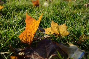 Москвичей пригласили на открытие выставка фотоконкурса «Моя осень» в ДК Щербинки. Фото: Анна Быкова, «Вечерняя Москва»