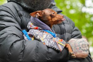 Профилактическую вакцинацию питомцев проведут в Щербинке. Фото: Ксения Догонашева, «Вечерняя Москва»